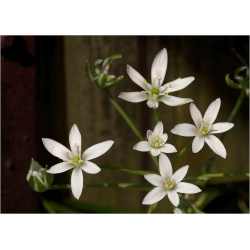 Milchsterne ( Ornithogalum umbellatumm )